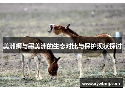 美洲狮与墨美洲的生态对比与保护现状探讨